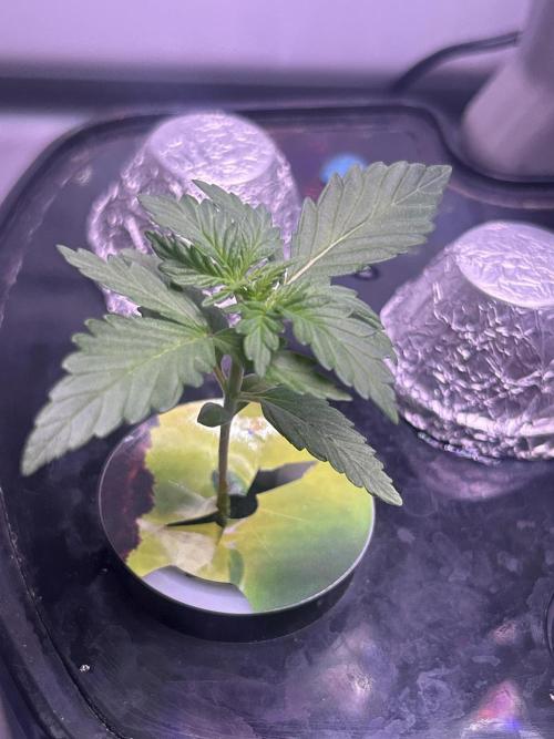 White LSD. Week 4 - White LSD with possible Fat Bastard? Ty, @natrona