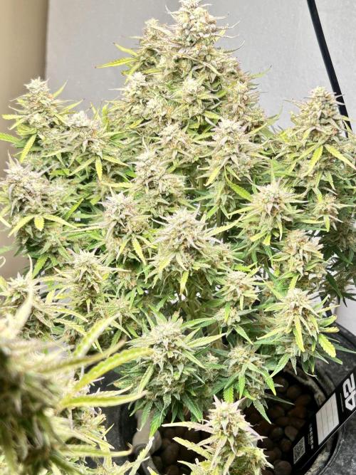 Gelato auto. Week 12