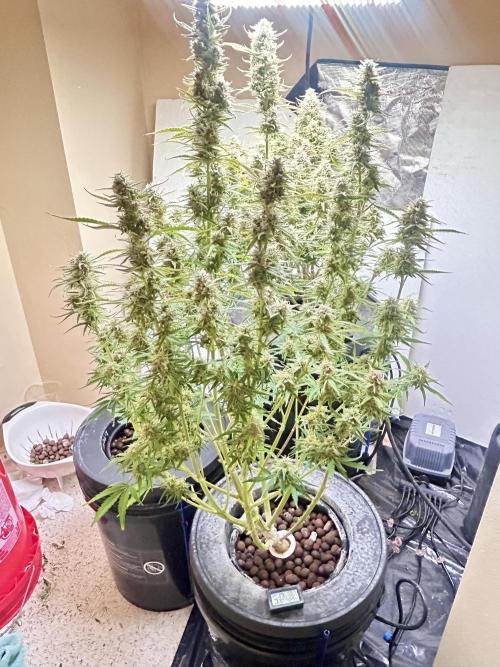 Gelato auto. Week 12