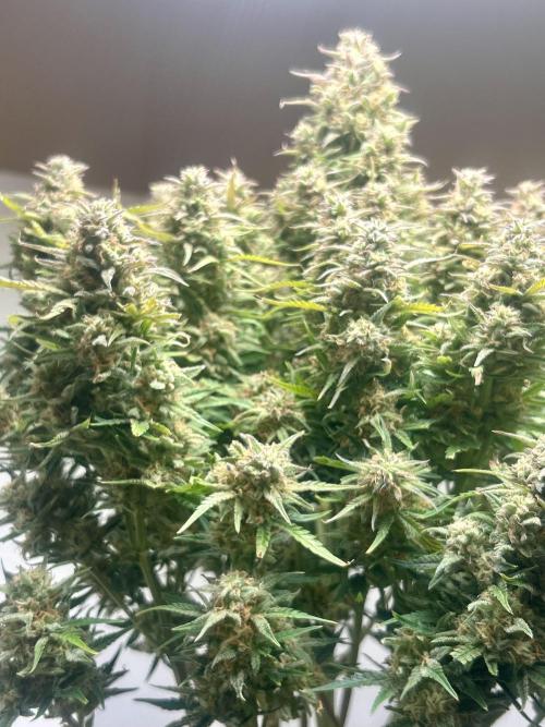 Gelato auto. Week 14