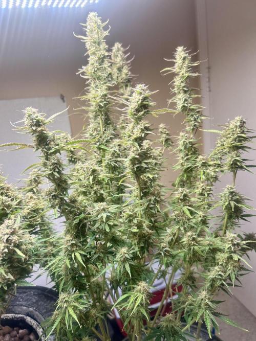Gelato auto. Week 14