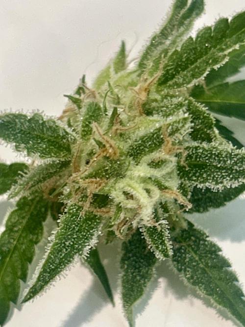 Gelato auto. Week 14