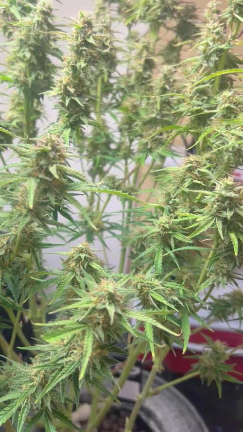 Gelato auto