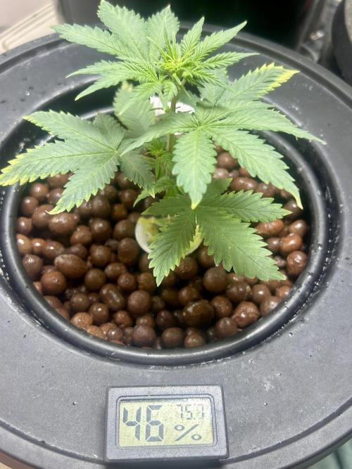White LSD. Week 4