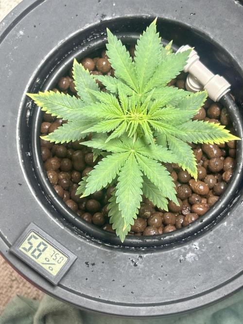 White LSD. Week 4