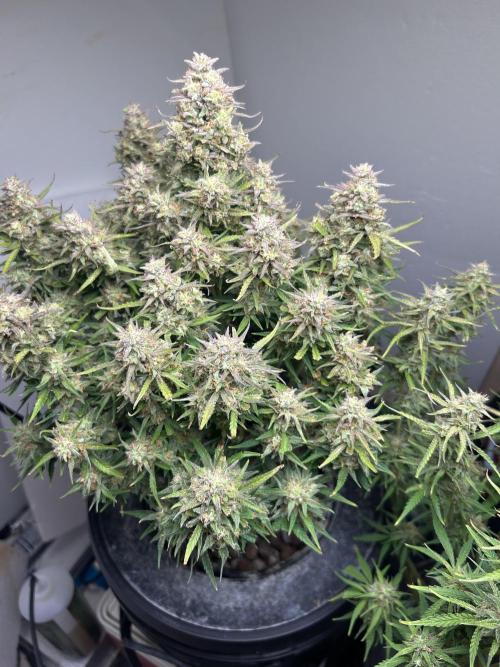 Gelato auto. Week 13