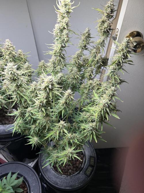 Gelato auto. Week 13