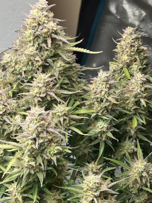 Gelato auto. Week 13