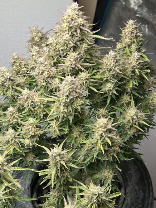 Gelato auto. Week 13