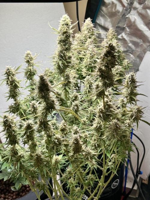 Gelato auto. Week 13