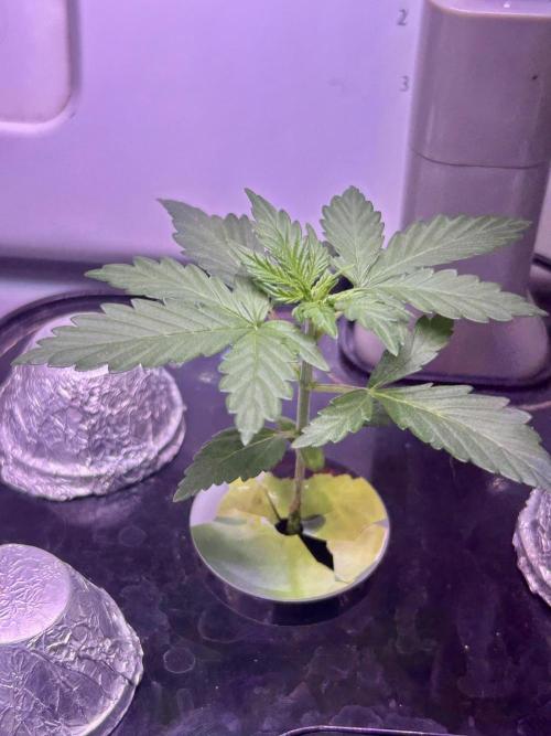 White LSD. Week 4 - @natrona the white lsd on 7/30/2026.  Roughly 2 1/2 weeks from germination 