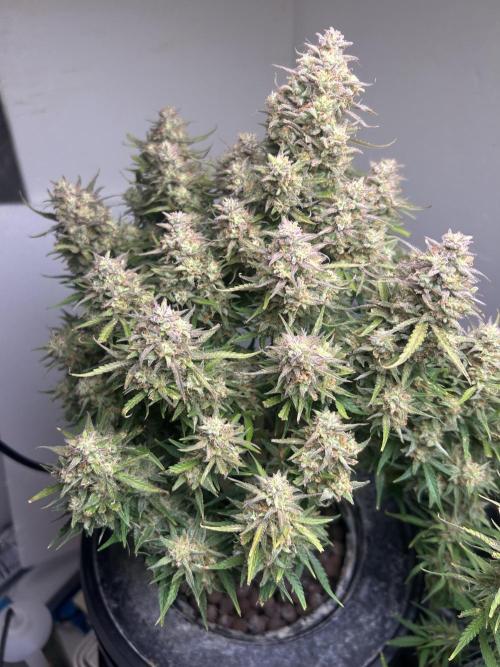 Gelato auto. Week 13