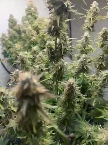 Gelato auto