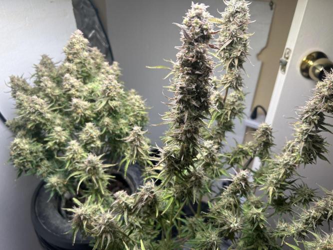 Gelato auto. Week 12