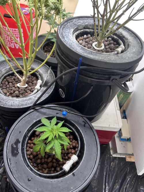 White LSD. Week 4