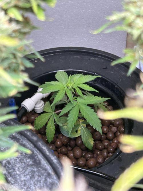 White LSD. Week 4