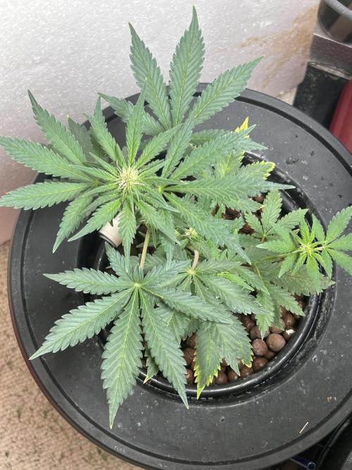 White LSD. Week 4