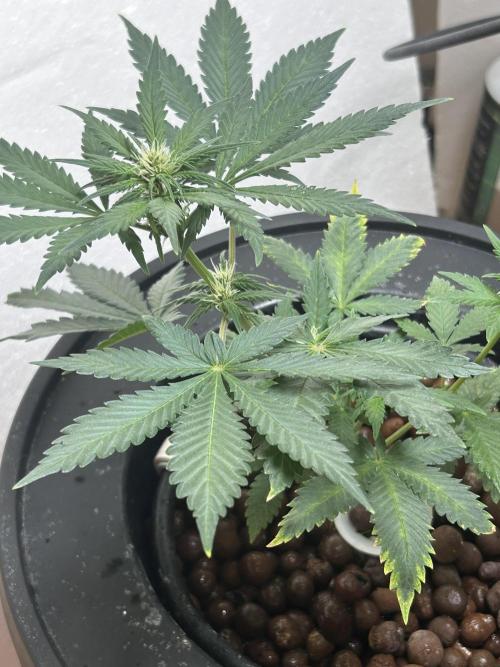 White LSD. Week 4