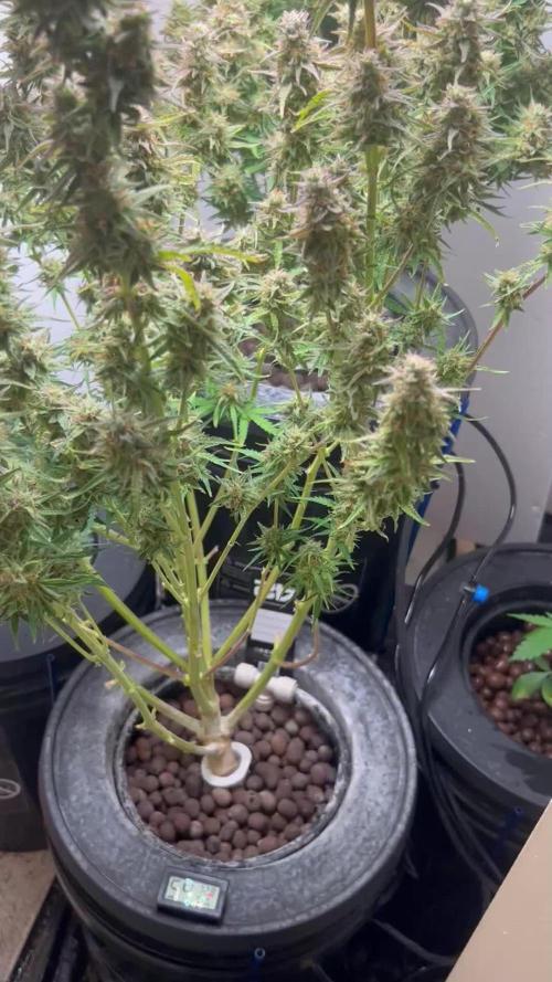 White LSD