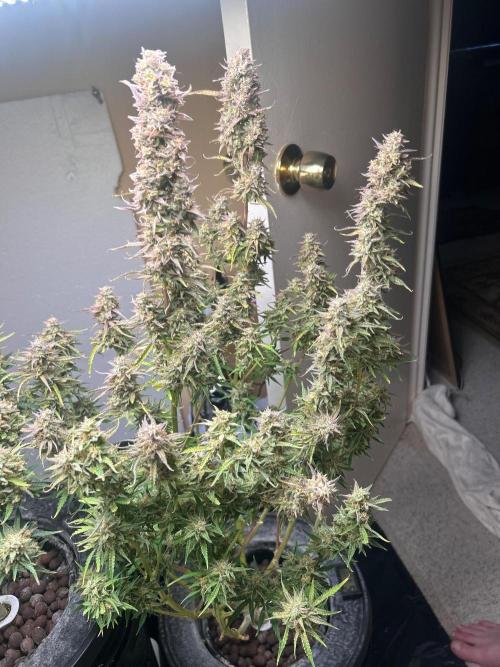 Gelato auto. Week 12