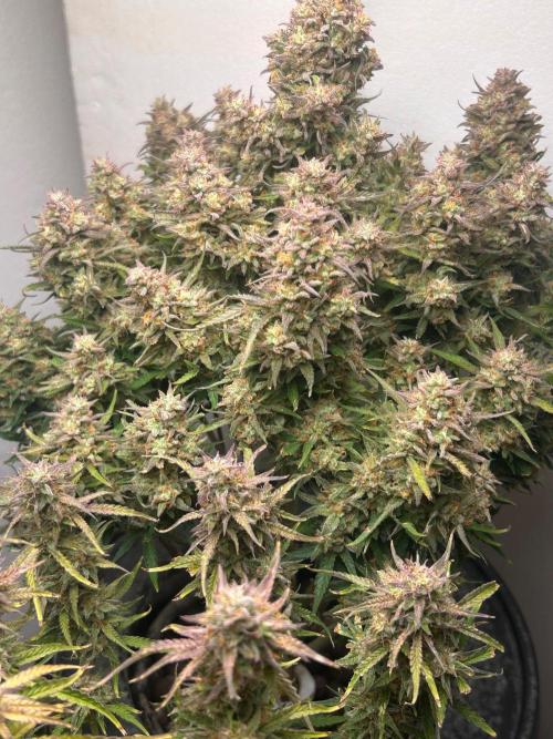 Gelato auto. Week 12