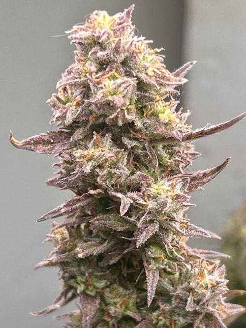 Gelato auto. Week 12
