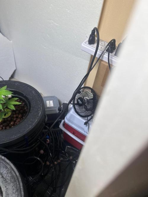 White LSD. Week 5