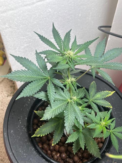 White LSD. Week 5