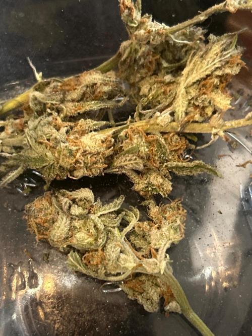 White LSD. Week 5