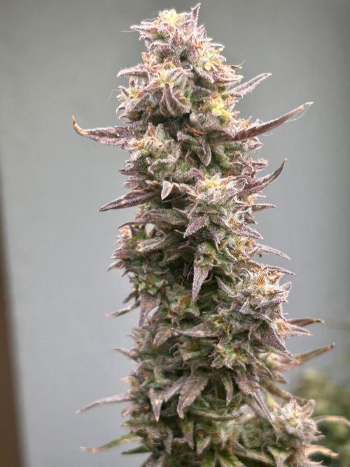 Gelato auto. Week 12