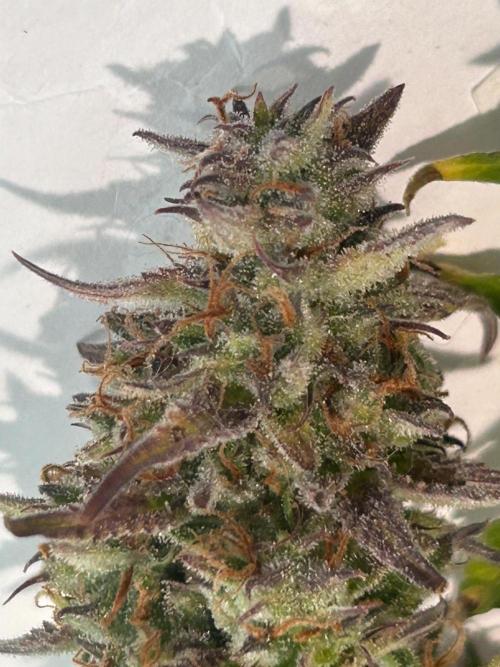 Gelato auto. Week 12