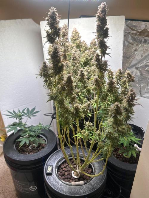 Gelato auto. Week 12