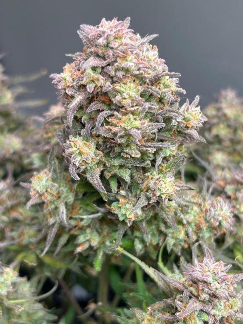 Gelato auto. Week 12