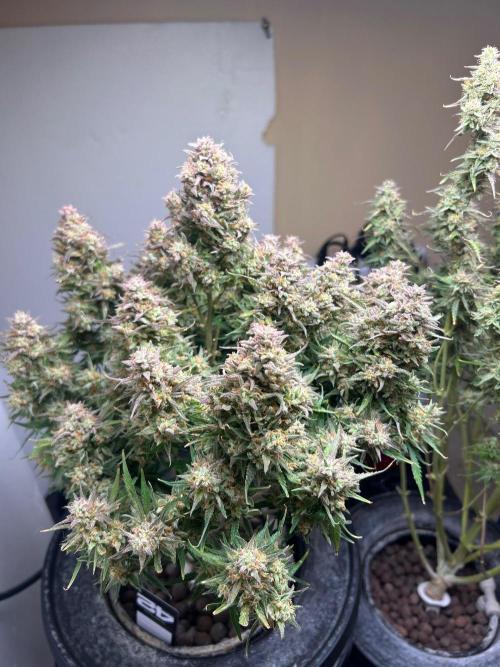 Gelato auto. Week 12