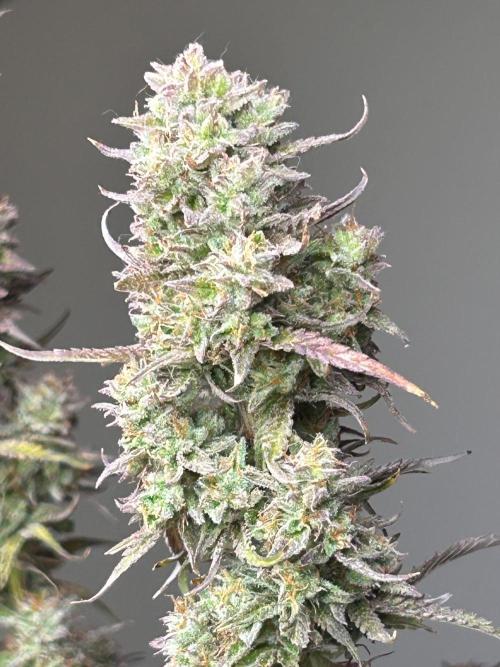 Gelato auto. Week 12