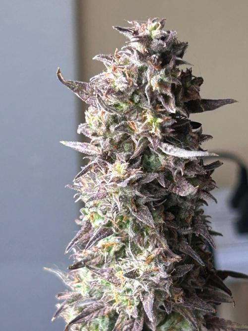 Gelato auto. Week 12
