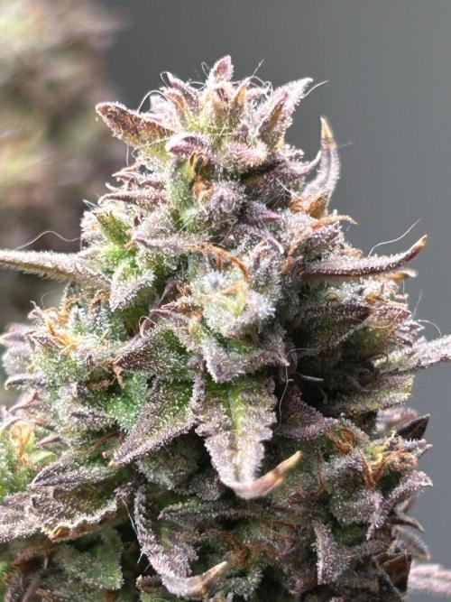 Gelato auto. Week 12