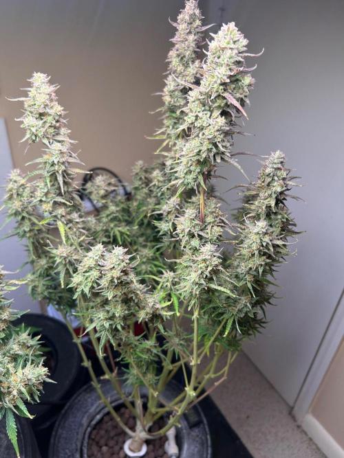 Gelato auto. Week 12