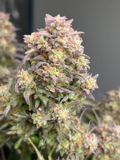 Gelato auto. Week 12