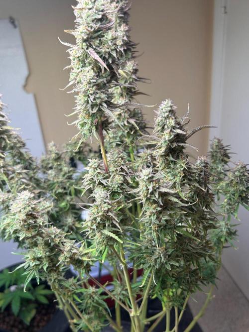 Gelato auto. Week 12