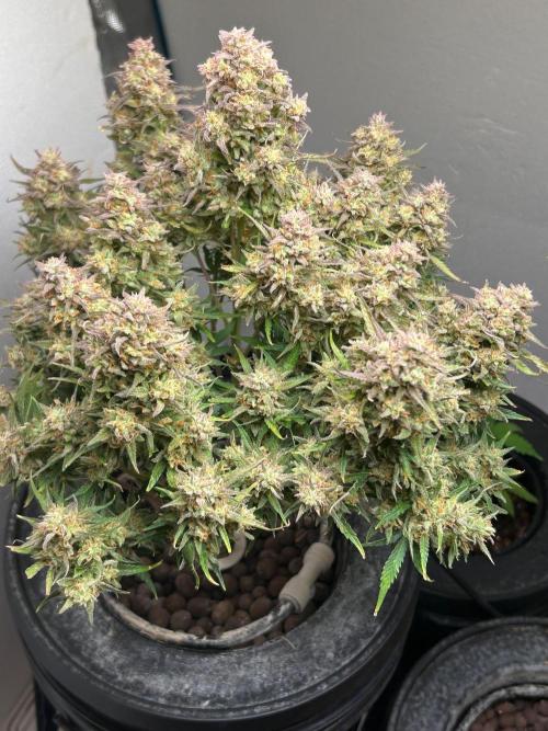 Gelato auto. Week 12