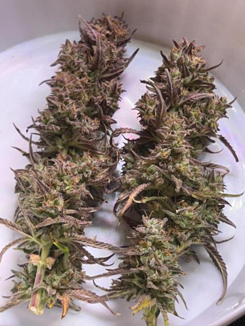 Gelato auto. Week 12
