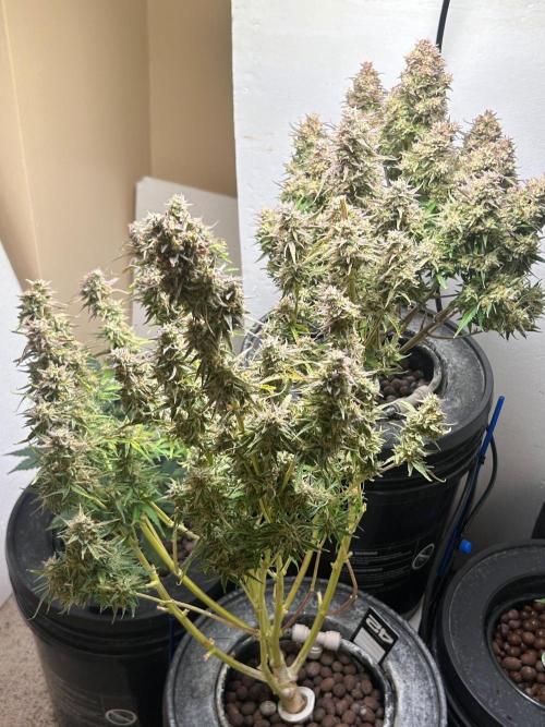 Gelato auto. Week 12