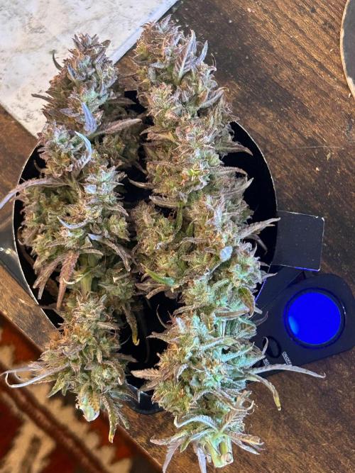 Gelato auto. Week 12