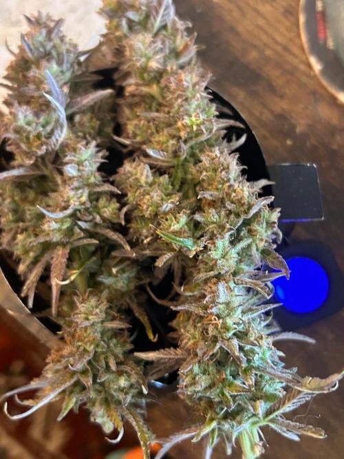 Gelato auto. Week 12