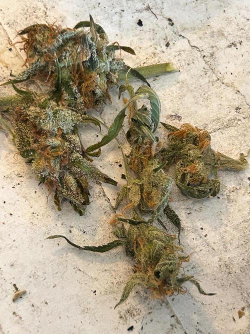 Gelato auto. Week 12