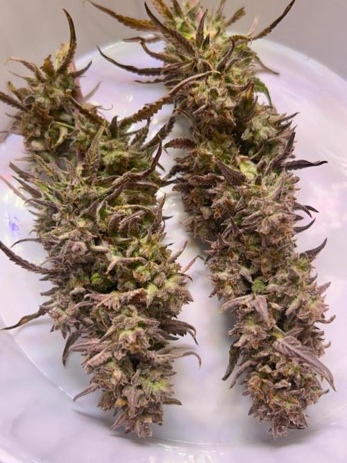 Gelato auto. Week 12