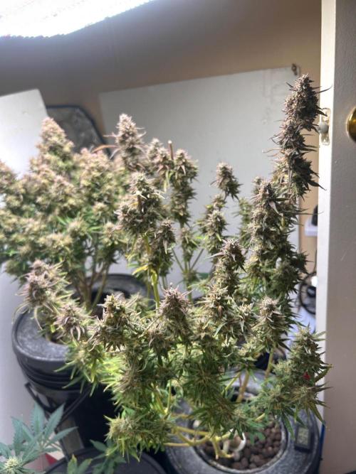Gelato auto. Week 12