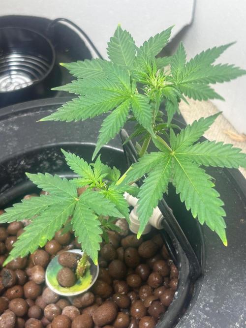 White LSD. Week 5