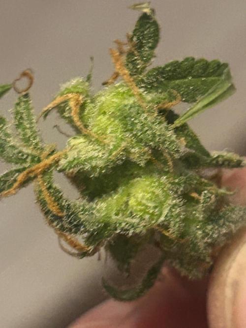Gelato auto. Week 12